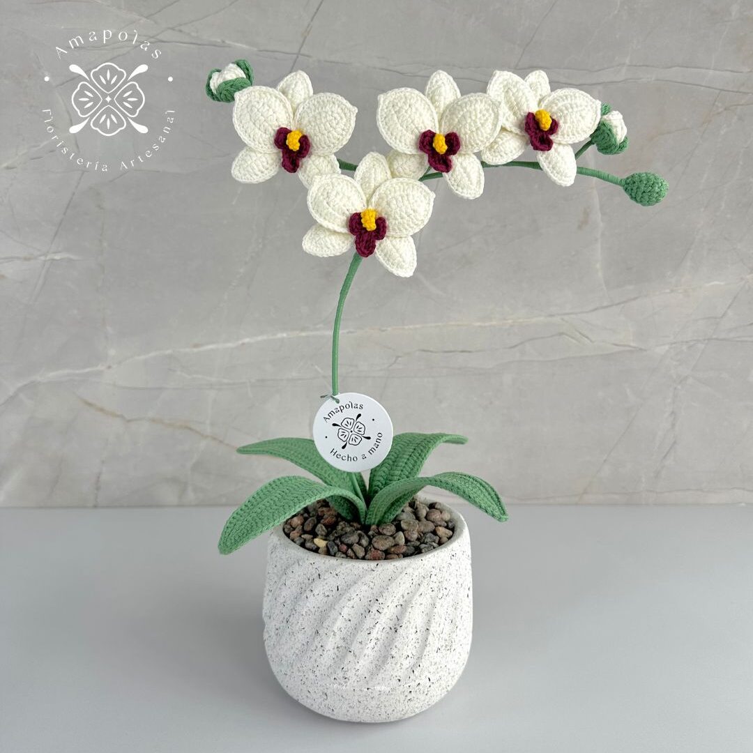 ORQUÍDEA ERIS PERLA